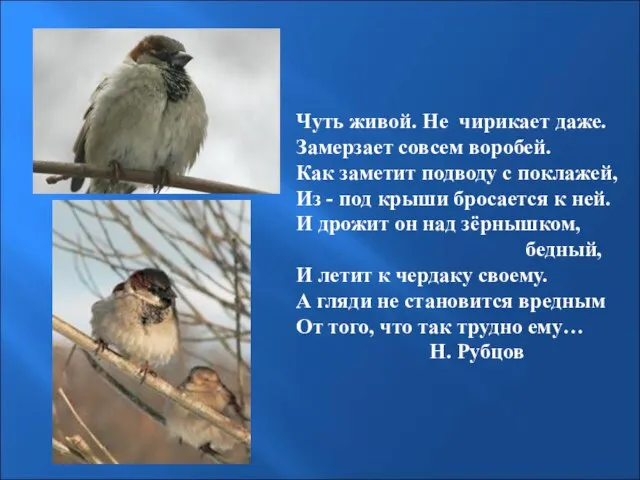 Чуть живой. Не чирикает даже. Замерзает совсем воробей. Как заметит подводу с