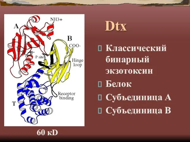 Dtx Классический бинарный экзотоксин Белок Субъединица А Субъединица В 60 кD