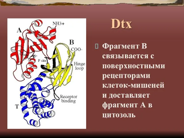 Dtx Фрагмент В связывается с поверхностными рецепторами клеток-мишеней и доставляет фрагмент А в цитозоль