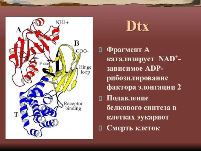 Dtx Фрагмент А катализирует NAD+-зависимое ADP-рибозилирование фактора элонгации 2 Подавление белкового синтеза