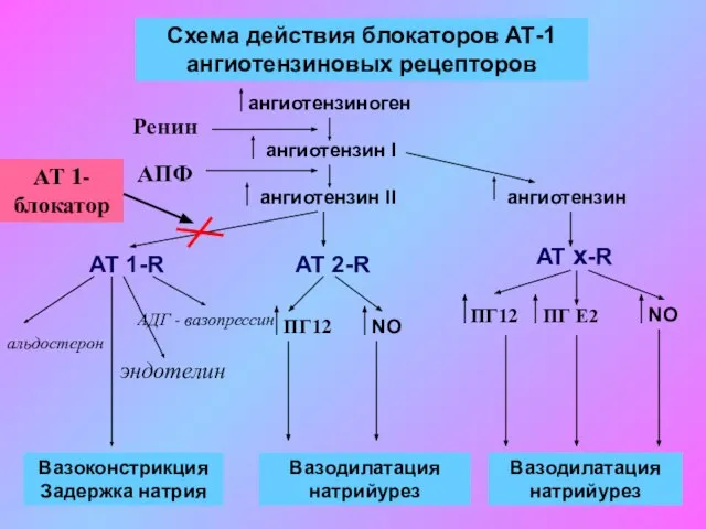 Схема действия блокаторов АТ-1 ангиотензиновых рецепторов ангиотензиноген ангиотензин I ангиотензин II ангиотензин