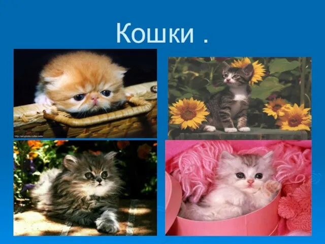 Кошки .