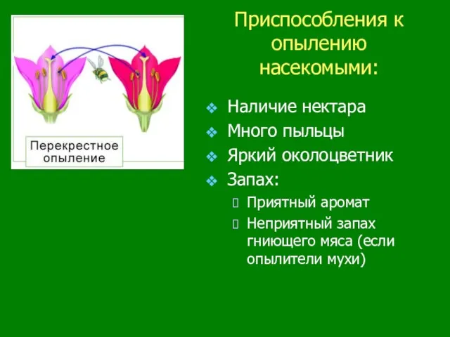 Приспособления к опылению насекомыми: Наличие нектара Много пыльцы Яркий околоцветник Запах: Приятный