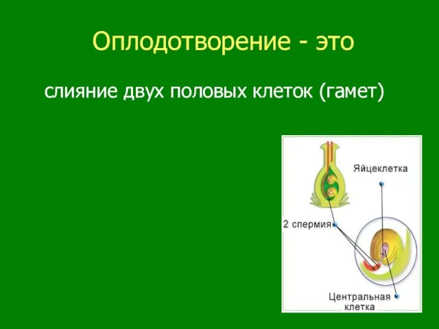 Оплодотворение - это слияние двух половых клеток (гамет)