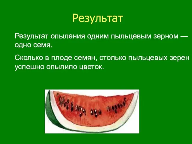 Результат Результат опыления одним пыльцевым зерном — одно семя. Сколько в плоде