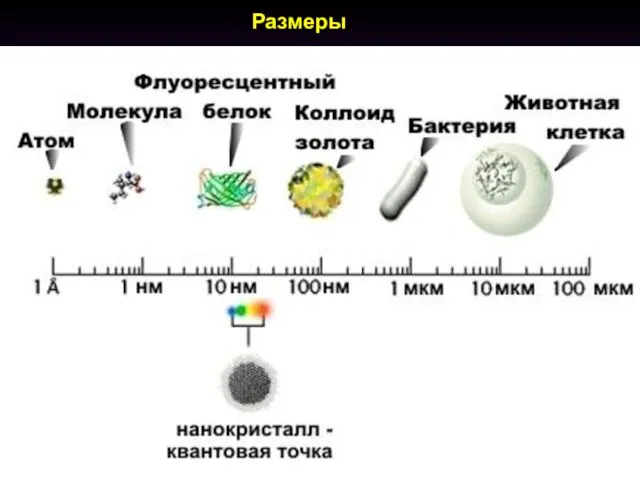 Размеры