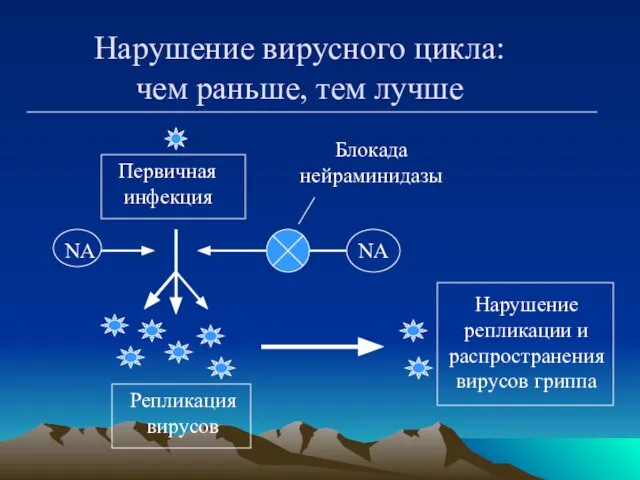 Нарушение вирусного цикла: чем раньше, тем лучше Первичная инфекция Репликация вирусов Блокада