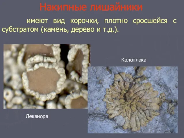 Накипные лишайники имеют вид корочки, плотно сросшейся с субстратом (камень, дерево и т.д.). Леканора Калоплака