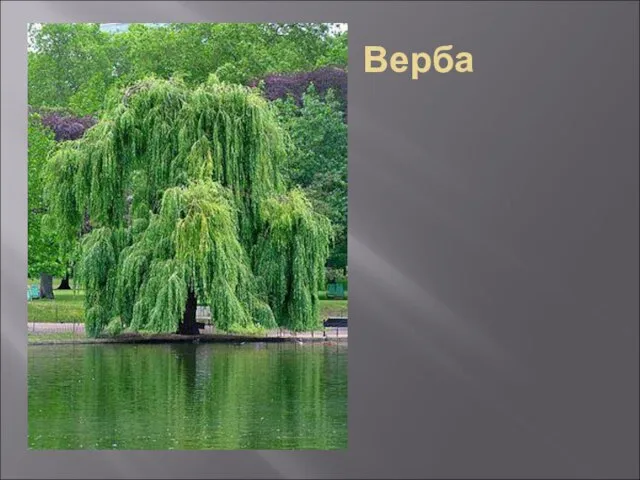 Верба