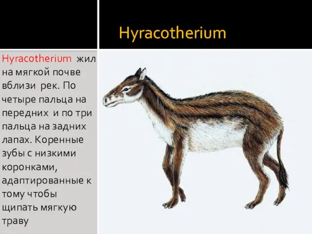 Hyracotherium Hyracotherium жил на мягкой почве вблизи рек. По четыре пальца на