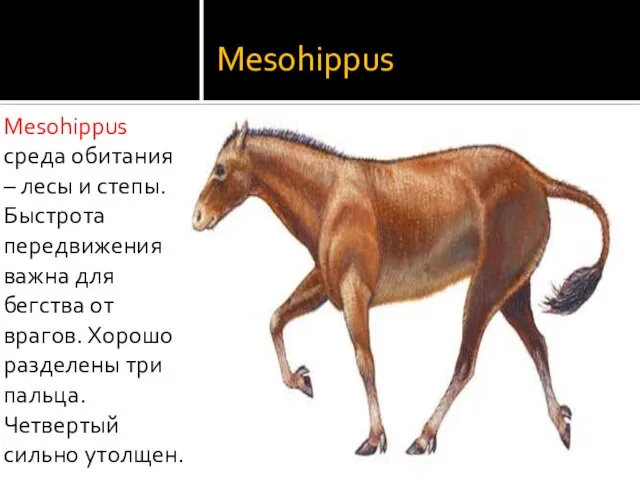 Mesohippus Mesohippus среда обитания – лесы и степы. Быстрота передвижения важна для