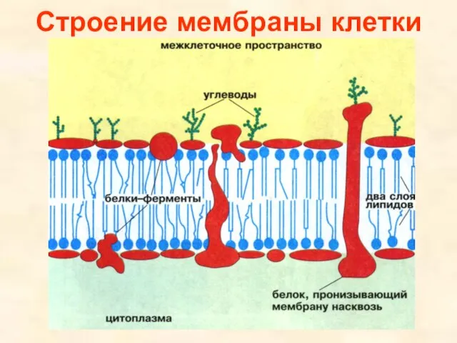 Строение мембраны клетки