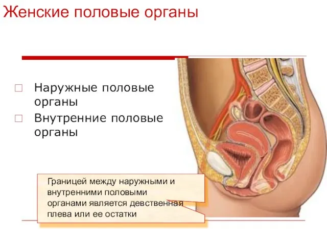 Женские половые органы Наружные половые органы Внутренние половые органы Границей между наружными