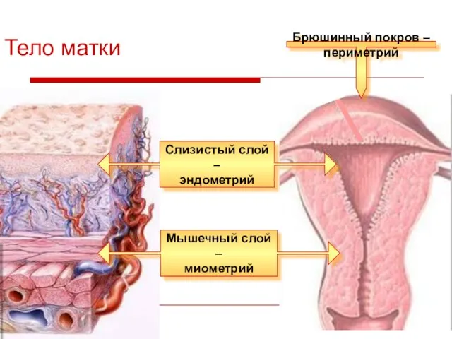 Тело матки Слизистый слой – эндометрий Мышечный слой – миометрий Брюшинный покров – периметрий