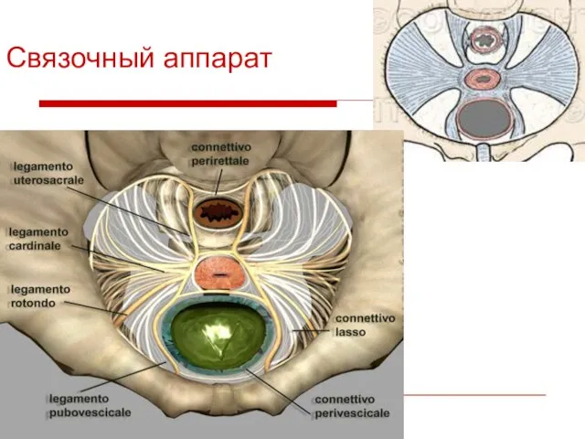 Связочный аппарат