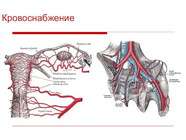 Кровоснабжение