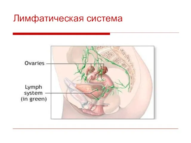 Лимфатическая система