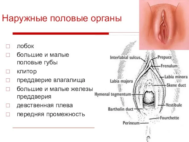 Наружные половые органы лобок большие и малые половые губы клитор преддверие влагалища