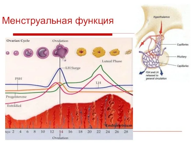 Менструальная функция