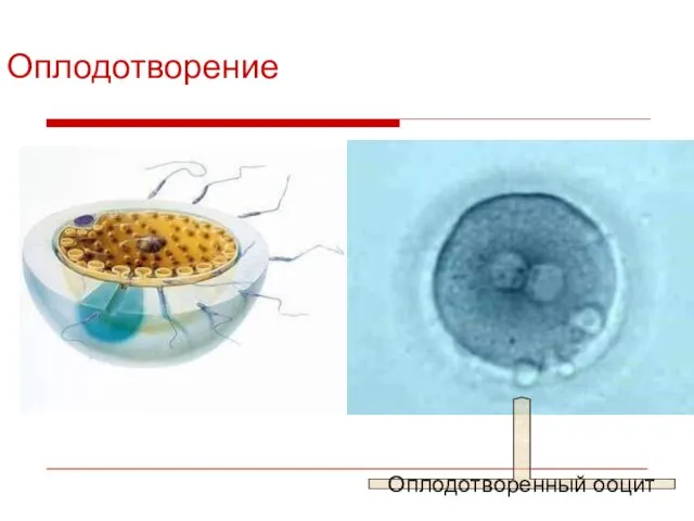 Оплодотворение Оплодотворенный ооцит