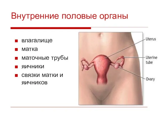 влагалище матка маточные трубы яичники связки матки и яичников Внутренние половые органы