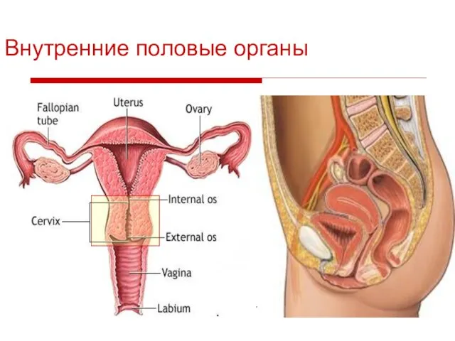 Внутренние половые органы