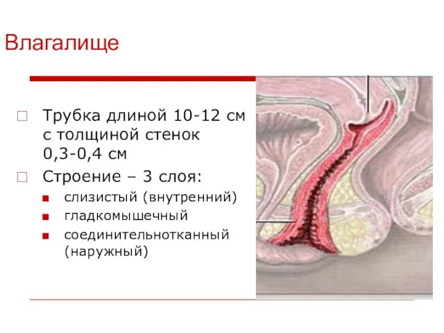 Влагалище Трубка длиной 10-12 см с толщиной стенок 0,3-0,4 см Строение –