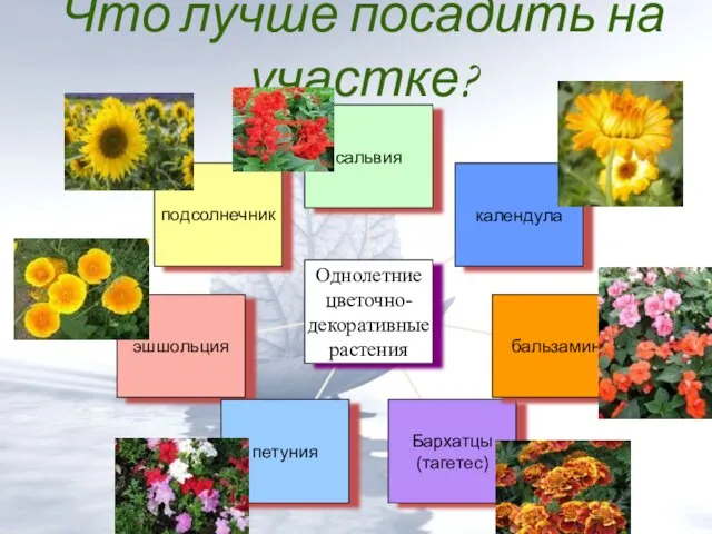 Что лучше посадить на участке?