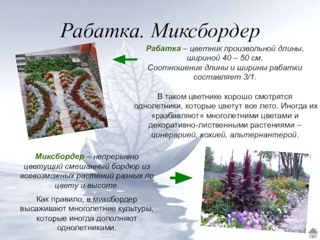 Рабатка. Миксбордер Рабатка – цветник произвольной длины, шириной 40 – 50 см.