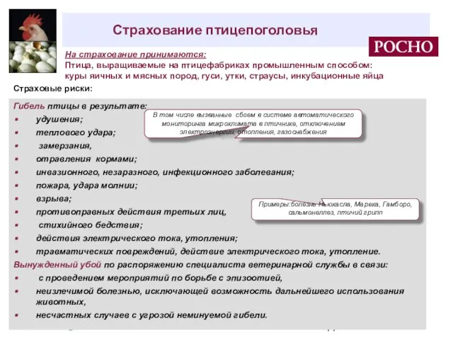 Страхование птицепоголовья На страхование принимаются: Птица, выращиваемые на птицефабриках промышленным способом: куры