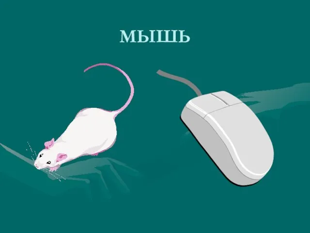 МЫШЬ