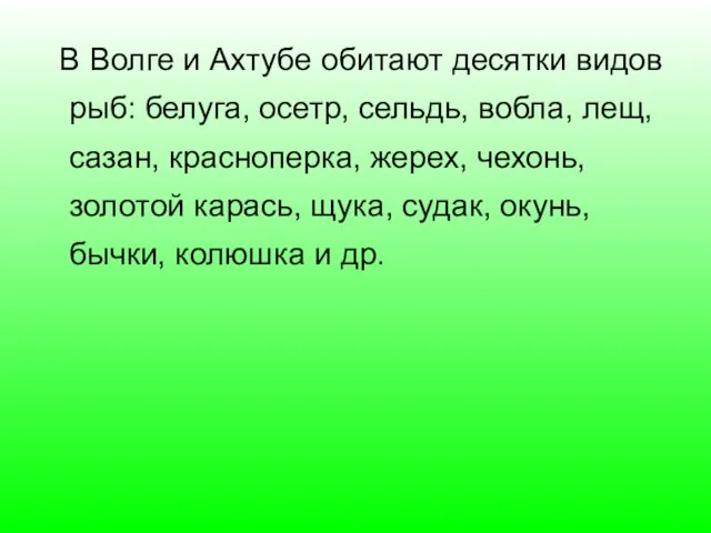 В Волге и Ахтубе обитают десятки видов рыб: белуга, осетр, сельдь, вобла,