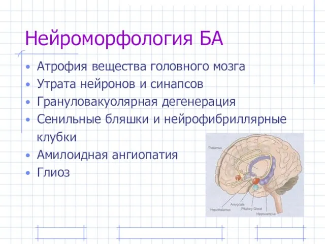 Нейроморфология БА Атрофия вещества головного мозга Утрата нейронов и синапсов Грануловакуолярная дегенерация