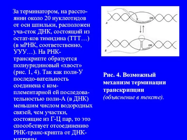 За терминатором, на рассто-янии около 20 нуклеотидов от оси шпильки, расположен уча-сток