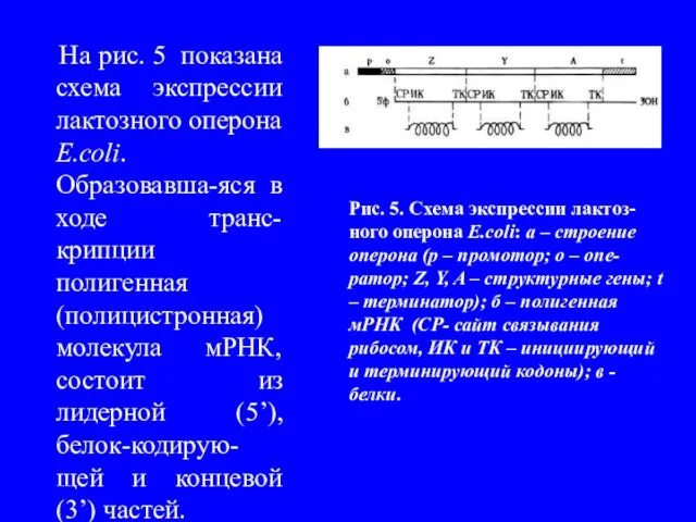 На рис. 5 показана схема экспрессии лактозного оперона E.coli. Образовавша-яся в ходе