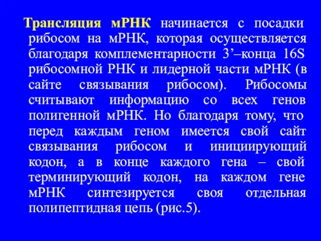 Трансляция мРНК начинается с посадки рибосом на мРНК, которая осуществляется благодаря комплементарности