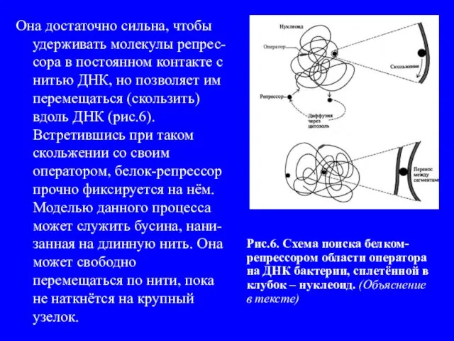 Она достаточно сильна, чтобы удерживать молекулы репрес-сора в постоянном контакте с нитью