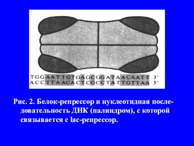 Рис. 2. Белок-репрессор и нуклеотидная после-довательность ДНК (палиндром), с которой связывается с lac-репрессор.