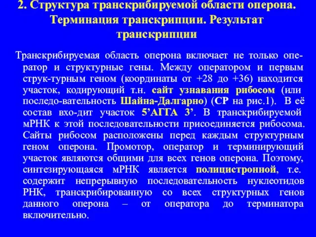 2. Структура транскрибируемой области оперона. Терминация транскрипции. Результат транскрипции Транскрибируемая область оперона