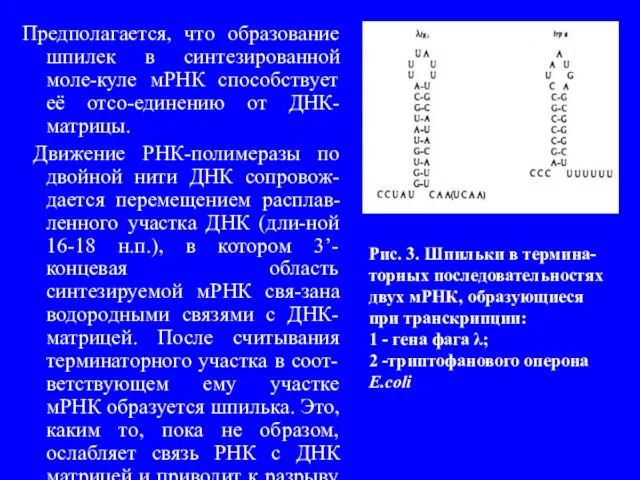 Предполагается, что образование шпилек в синтезированной моле-куле мРНК способствует её отсо-единению от