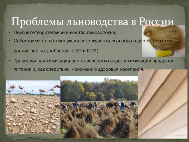 Проблемы льноводства в России Неудовлетворительное качество льноволокна; Себестоимость с/х продукции неконкуренто-способна и