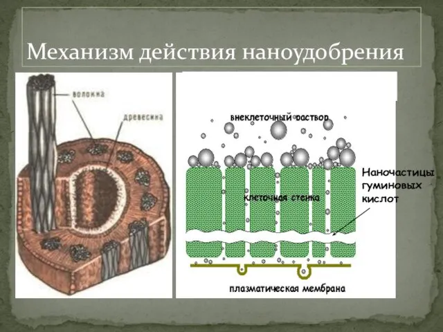 Механизм действия наноудобрения