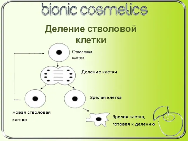 Деление стволовой клетки