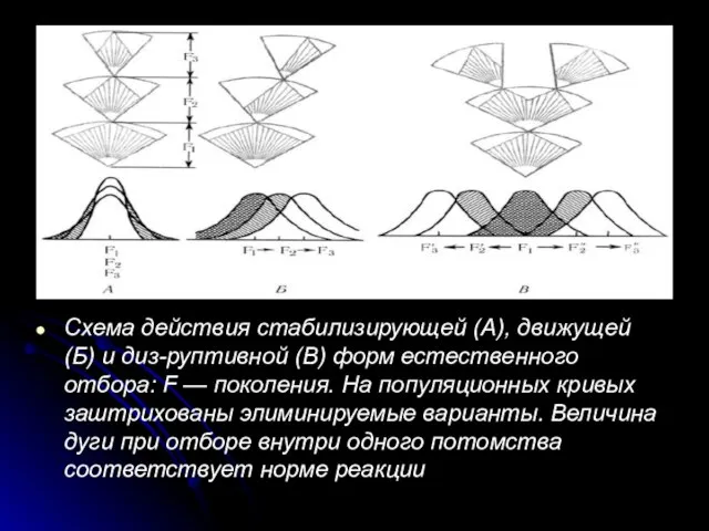 Схема действия стабилизирующей (А), движущей (Б) и диз-руптивной (В) форм естественного отбора: