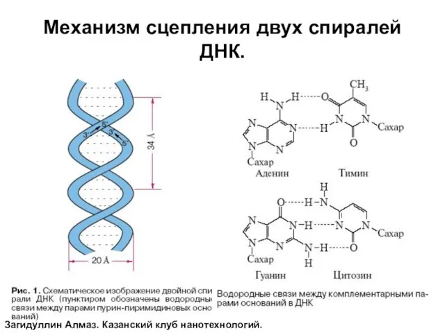 Механизм сцепления двух спиралей ДНК. Загидуллин Алмаз. Казанский клуб нанотехнологий.