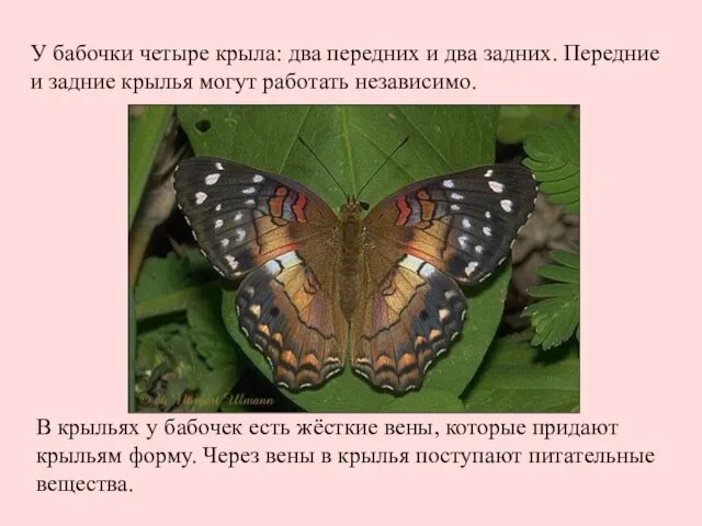 У бабочки четыре крыла: два передних и два задних. Передние и задние