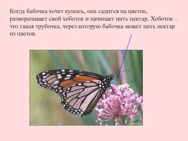 Когда бабочка хочет кушать, она садится на цветок, разворачивает свой хоботок и