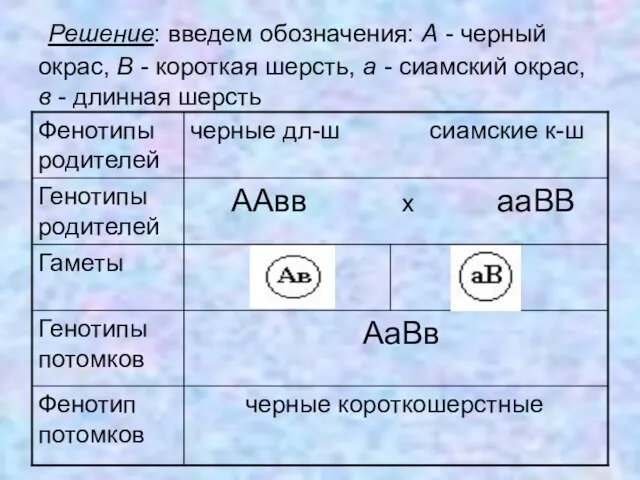 Решение: введем обозначения: А - черный окрас, В - короткая шерсть, а