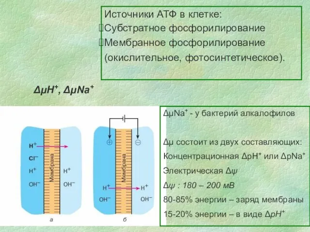 Источники АТФ в клетке: Субстратное фосфорилирование Мембранное фосфорилирование (окислительное, фотосинтетическое). ΔμΗ+, ΔμNa+