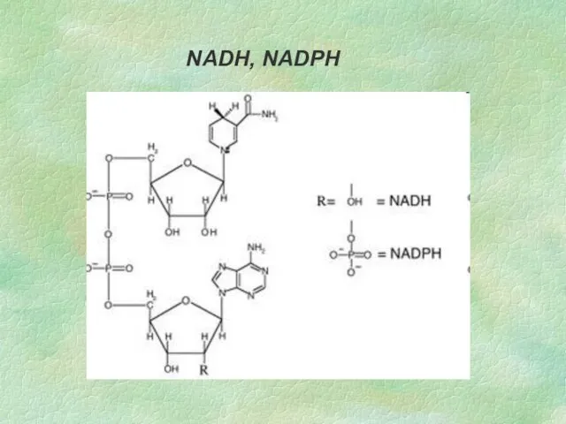 NADH, NADPH